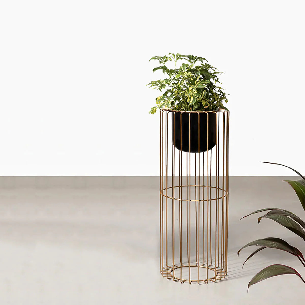 Botanic Couture Planters - Small - Black